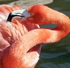 Sie befindet sich auf der oberseite der schwanzwurzel, dem bürzel. Fossilienfund Sensation Aus Der 48 Millionen Jahre Alten Burzeldruse Welt