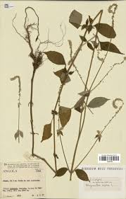 Image result for Tinnea eriocalyx