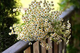 Image result for Feverfew