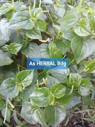 Penggunaannya cukup mudah, anda hanya perlu merebus bebrapa helai daun sirih kemudian. Jual Daun Ketumpang Daun Suruhan Atau Sirih Cina Segar 500 Gram Di Lapak As Herbal Bdg Bukalapak