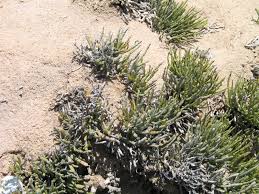 Image result for Arthraerua leubnitziae