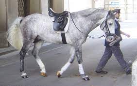 Maybe you would like to learn more about one of these? Gray Horse Wikipedia