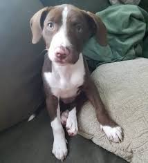 It is a cross between the jack russell terrier and the labrador. Pitbull Lab Mix Interesting Facts About Labrador Pitbull Mix American Bully Daily