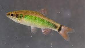 Image result for Neobolusia