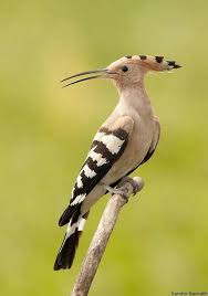 Hoopoo Pet Birds Nature Birds Beautiful Birds