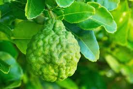 Epingle Sur Jardin