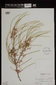 Image result for Faurea wentzeliana