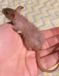 Email for photos and more information. Curly Hair Petmice