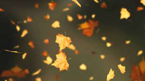 We did not find results for: Falling Autumn Leaves Background Loop 2 Read Desc Youtube