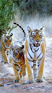 pin by fanaty kotov voitelej i kak p on zhivotnye animals beautiful big cats animals