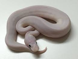 Baby Black Eyed Leucistic Ball Python Ball Python Pythons For Sale Python