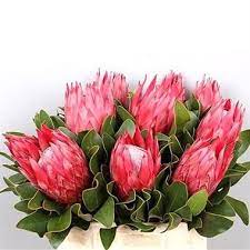 Protea Madiba Red Wholesale Flowers Florist Supplies Flowers Uk