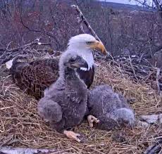 Birds That Start With J Pin By John J Bernat On Beautiful Birds Weird Animals Bald Eagle Animals
