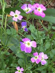 Image result for Malcolmia maritima