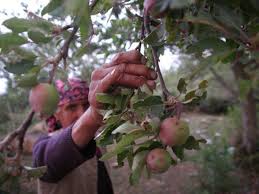 Apples Orchards Replace Tea Gardens In Lower Himachal