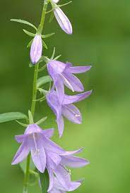 Creeping Bellflower Apple Flowers Marsh Marigold Wild Geranium