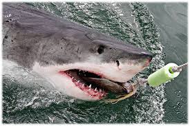 14 apr 2015 | tgcom. Squali Nel Mediterraneo Ecco Perche Non C E Da Avere Paura