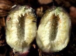 Image result for Ficus ottoniifolia