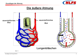 Als innere atmung oder zellatmung: Die Ein Und Ausatemluft Ppt Herunterladen