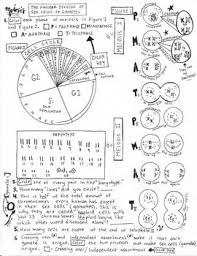 Meiosis Coloring Sheet Biology College Biology Lessons Teaching Biology