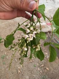 Image result for Ficus virens