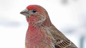 House Finches With Pink Eye Reveal Secrets Of Disease Virulence All About Birds All About Birds