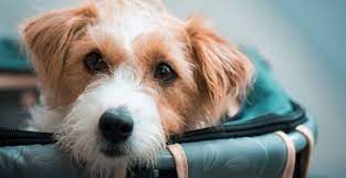 All rates are charged per piece based on the total weight of the animal and crate combined. How Much Does It Cost To Fly A Dog What You Need To Know