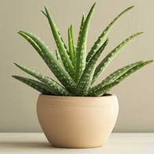 Image result for Aloe