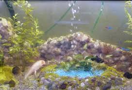 Mit kindern basteln ist eine wunderbare beschäftigung, die ihnen viel freude und inspiration schenken wird. Aquarienlandschaften Selbst Gemacht Handmade Kultur