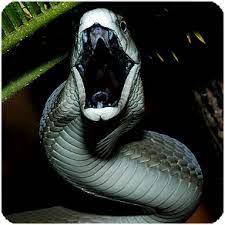 Black Mamba Mamba Snake Black Mamba Snake Snake Wallpaper
