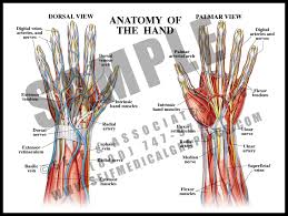 Image result for Hand Anatomy