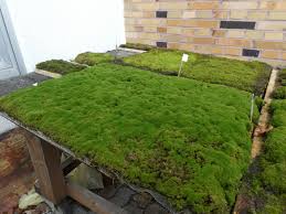 The best trees for preventing. Carpets Of Moss Help Stop Erosion