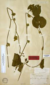 Image result for Lepistemon