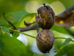 Image result for antraknóza ořešáku