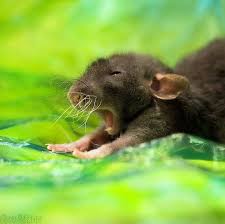 115 Adorable Pictures Of Animal Yawns Yawning Animals Cute Animals Cute Animal Pictures