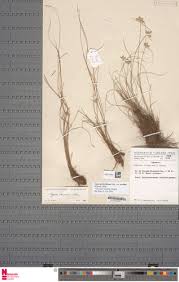 Image result for Hypolytrum heteromorphum