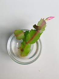 Image result for cactus cuttings