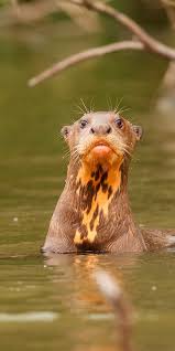 Explore Colombia Top Places To See In Colombia Rainforest Animals Cute Animals Animals