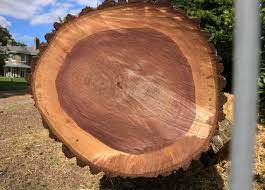 Valuable Black Walnut Trees Have Doubled In Wis Over Past