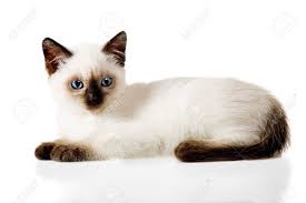May 31, 2019 · the siamese kittens when they are born are all white colored or cream colored. Siamese Kitten Isolated On The White Background Stock Photo Picture And Royalty Free Image Image 6864813