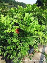 Image result for Leea guineensis