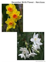 Jasmine has many meanings, some being love, beauty, sensuality and good luck. Narcissus The Birth Flower For December The Vivienne Files