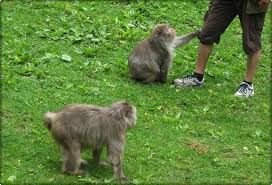 Reisetipps, infos & inspiration wohin am wochenende: Tierischer Schnappschuss
