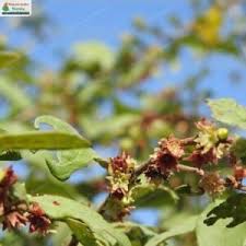 Image result for Bridelia ripicola