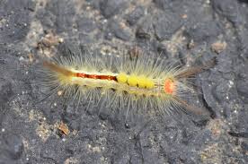 As you can see from the photograph, the caterpillar of the brown tail moth is brown, has a dotted white line down each side and two very distinctive red dots on the back of its tail. Caterpillar Envy Focusing On Wildlife