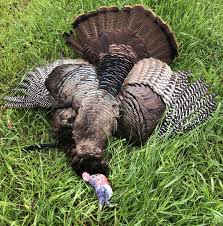 This is a slow process and is best done with the wings, tail, head and neck removed. Turkey Call Care