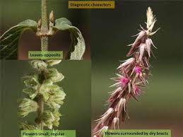 Image result for Amaranthaceae