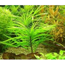 Image result for Potamogeton octandrus