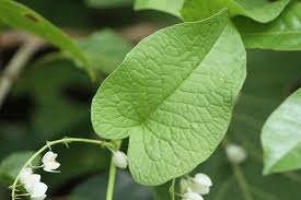 Image result for Eriosema pauciflorum