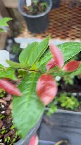 Image result for Dovyalis sp. A